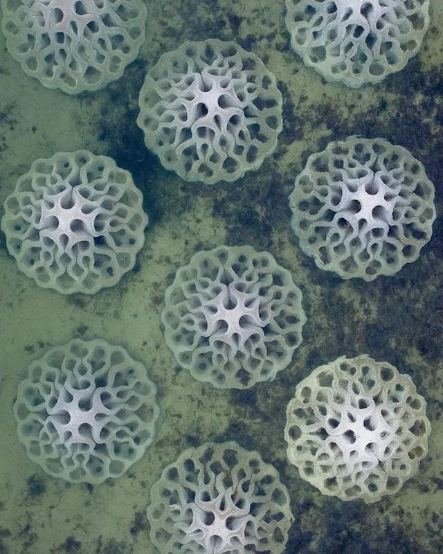 Purpose of Artificial Reefs