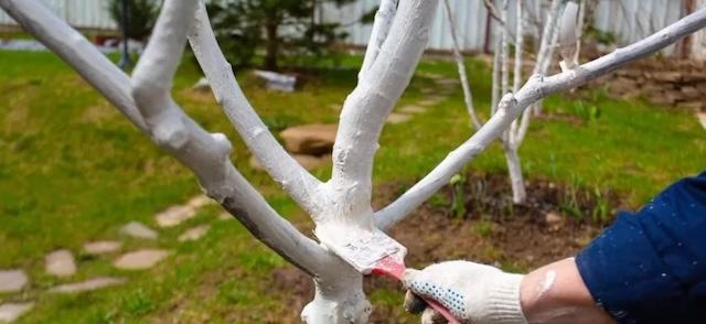 A gardener applying whitewash to tree branches, helping to prevent sun damage and deter pests from affecting the tree.