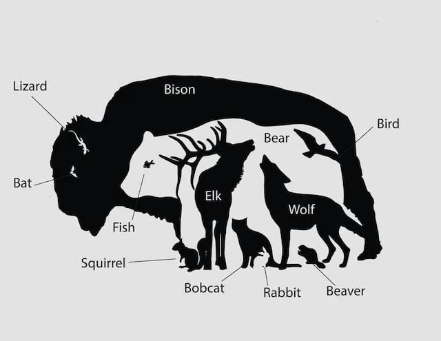Solution revealed! All 12 animals identified, from the bison to the lizard. Did you get them all?
