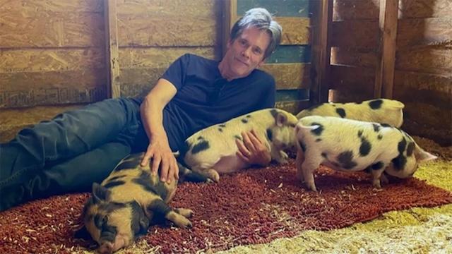 A peaceful and content moment with Kevin Bacon, embracing the calm life on his farm surrounded by animals, a stark contrast to his action-packed career in Hollywood