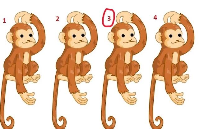The correct answer is monkey number 3