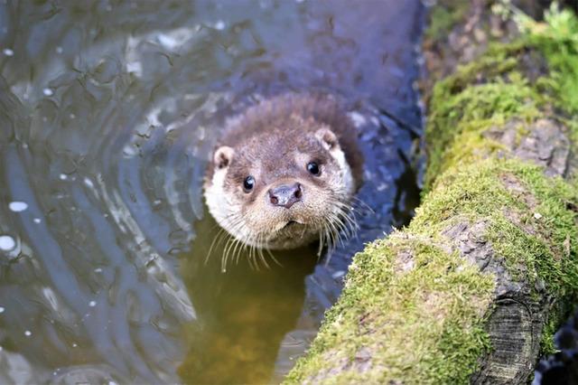 Over time, Billy’s bond with Molly deepened as he built her a special pool with plastic balls and a miniature house for her comfor
