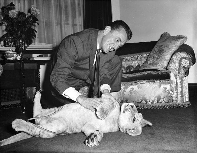 A cherished memory: Kirk Douglas posing with a lion cub named Spartacus, a gift from the director of Southport Zoo.
