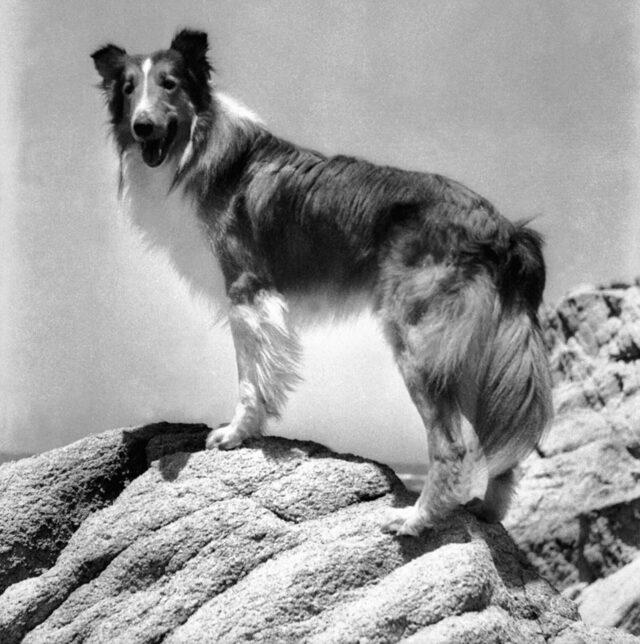 Lassie May Have Been Inspired by Real Dogs