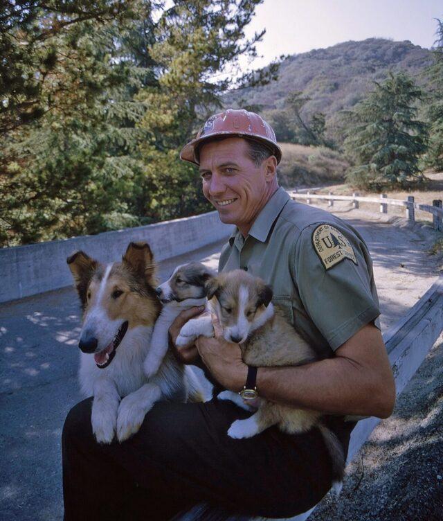 Lassie Was Played by Male Dogs
