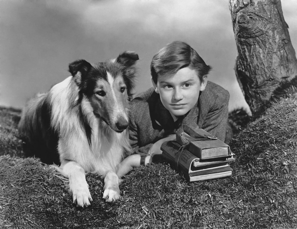 The most famous dog to play Lassie was Pal, a male Rough Collie who made a huge impact with his work on Lassie Come Home and several subsequent films.
