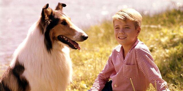 Timmy and Lassie