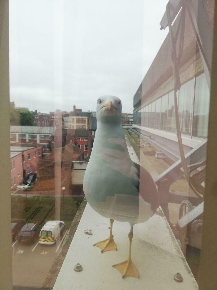 Bird Pecking and Shouting at My Window While I Work
