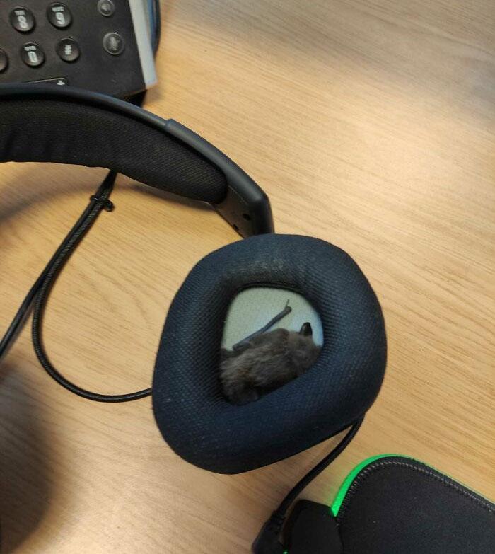 Started Work and Found a Bat Inside My Headset