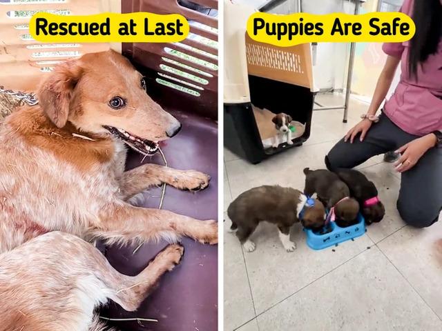 The puppies, now safely in veterinary care, were nourished and warmed, receiving medical attention and the love they had never known