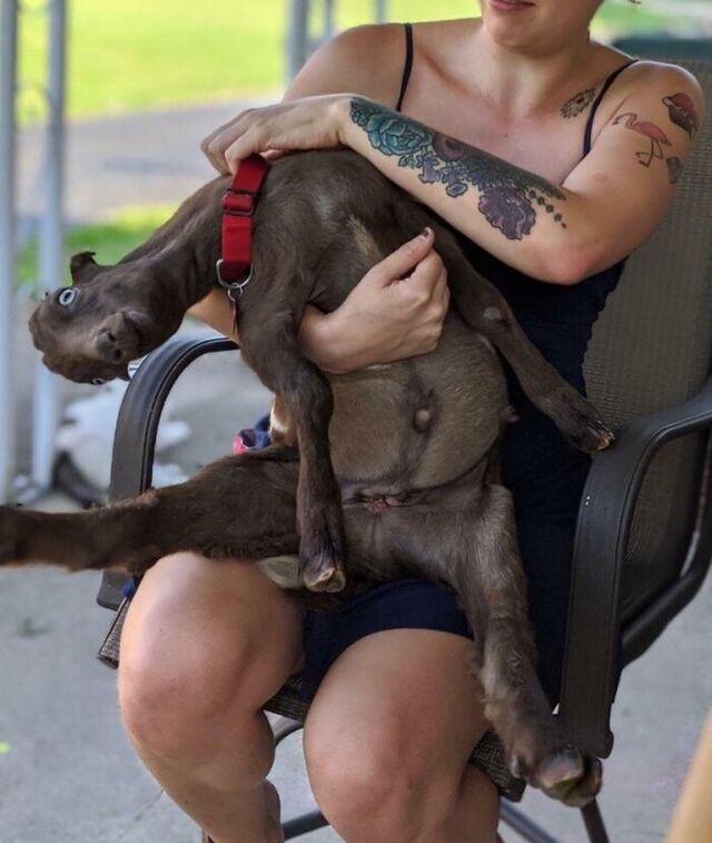 Bilbo the Confused Goat-Dog Hybrid