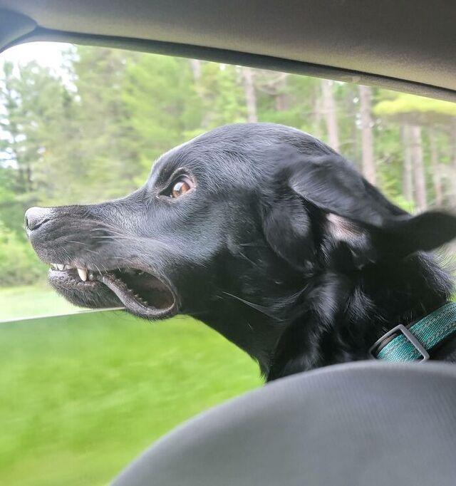 Black Dog’s Summer Joy With Windows Down