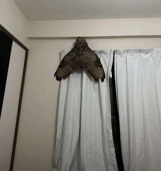 Camouflage Owl Blending into Curtains