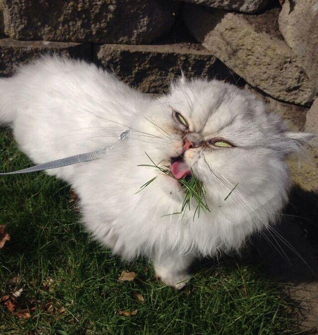 Cat Choking on Grass, but Photogenic Anyway