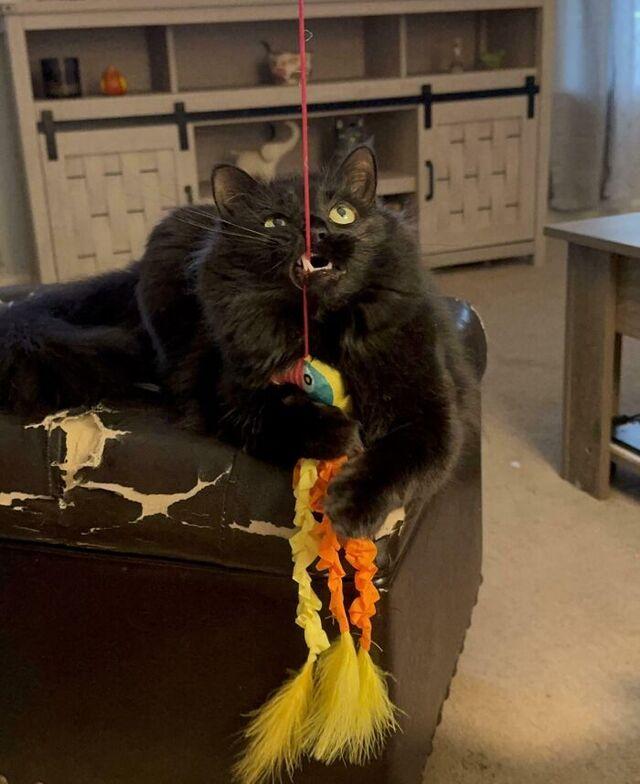 Cat Learning to Floss With Feather Toys