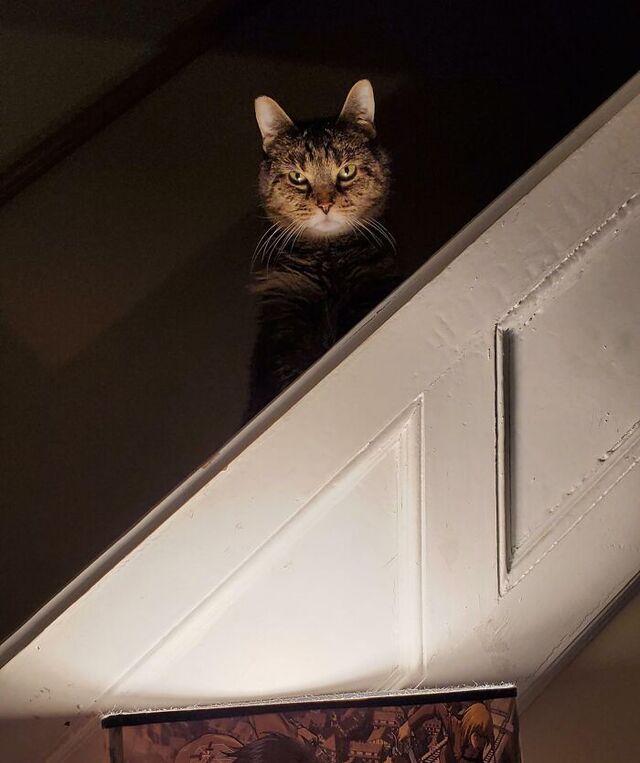 Cat Saying “Sorry” (But Not Really)