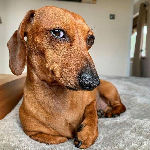 Dachshund King of the Side-Eye