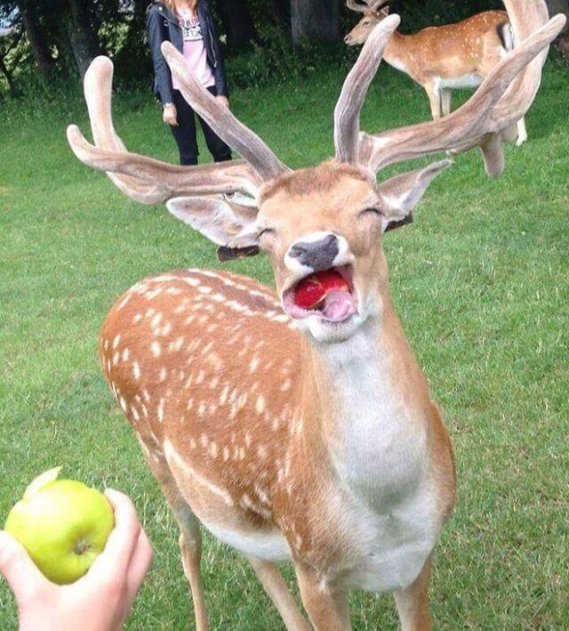 Deer Going Wild for Apples