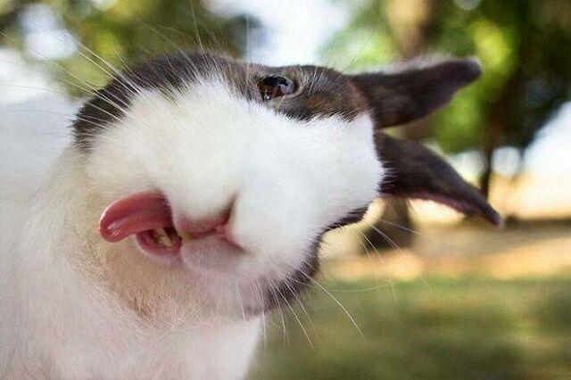 Derpy Bunny With a Tilted Head