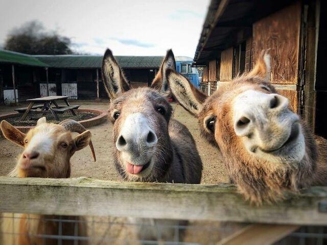 Donkeys and a Goat: The Cheeky Trio