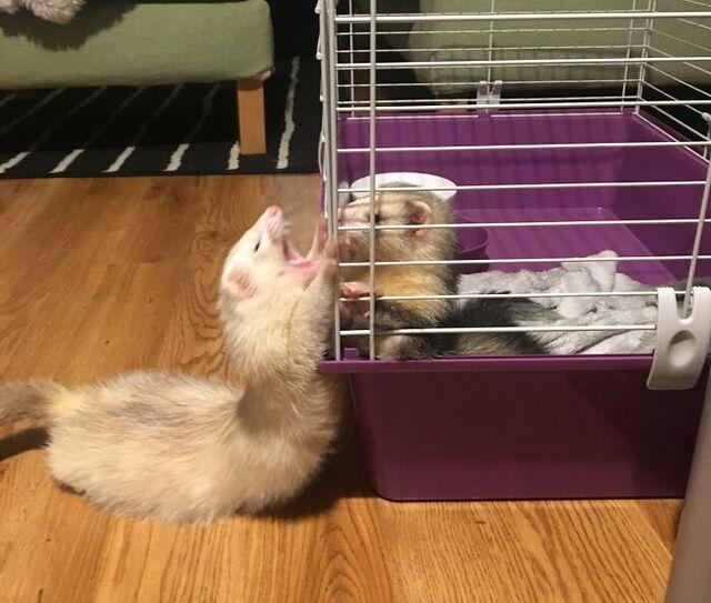 Ferret Drama: Lilith and Peach’s Emotional Cage Story