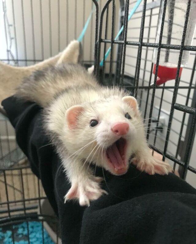 Ferret Mid-Yawn: The “Omg” Look