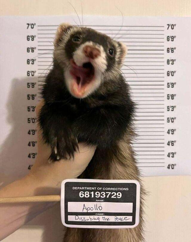 Ferret Mugshot: Caught in the Act