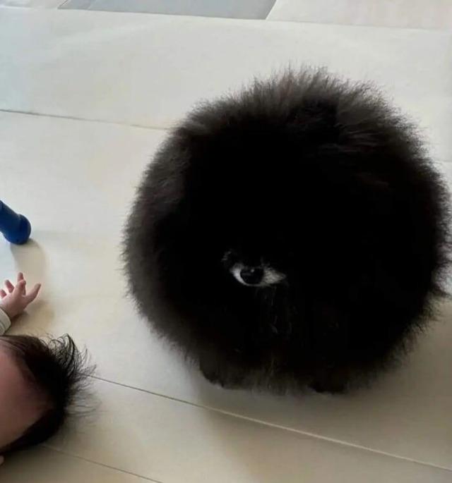 Floating Soot Dog Next to a Baby