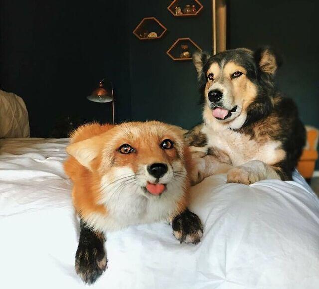 Fox and Dog Bond Over Fruitcake Regret