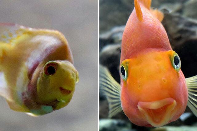 From Sickly Fish to Queen of Derp: Meet Harriet