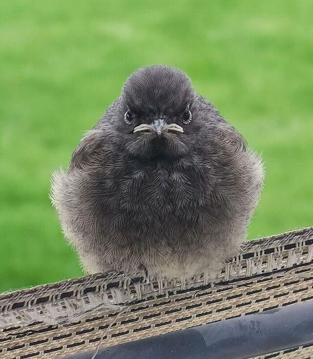 Grumpy Bird Who Clearly Hates Paparazzi