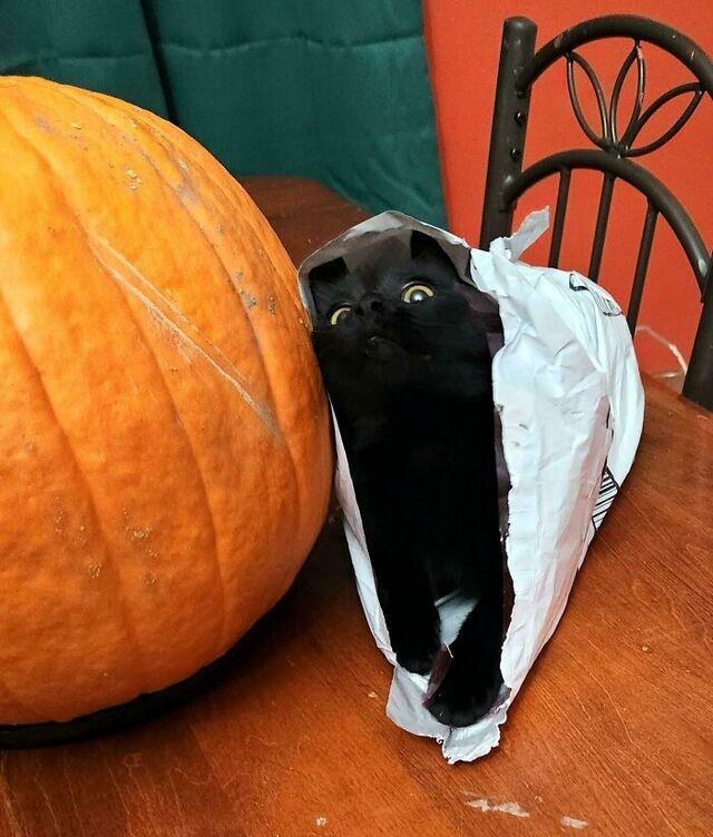 Minerva the Cat’s Perfect Spooky Face