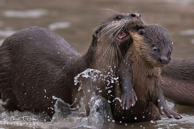 Otter Parent Discipline: Splash Attack Edition