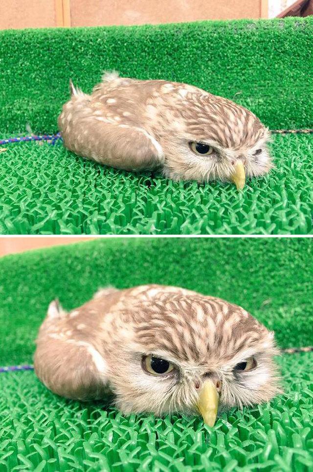 Owls Sleeping Face Down—Yes, It’s Real