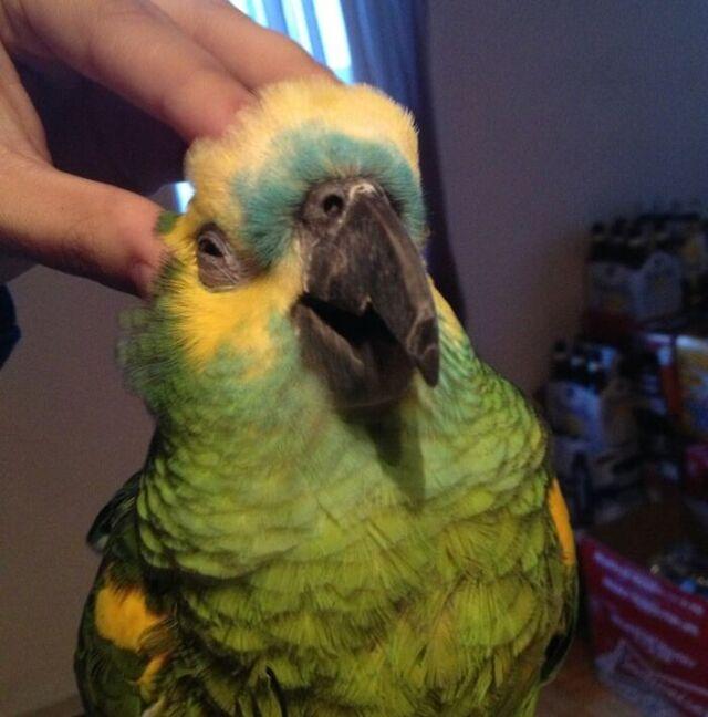 Parrot’s Face of Pure Bliss During Head Scratches