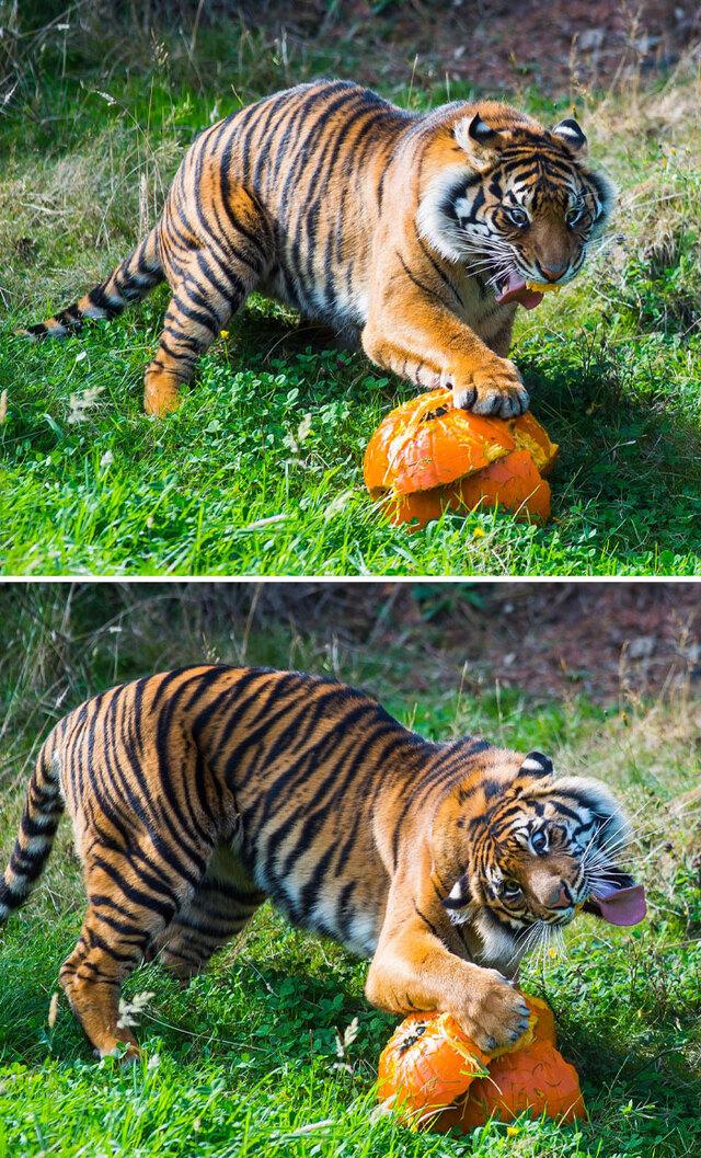 Pumpkin Time With Derpy Tigers