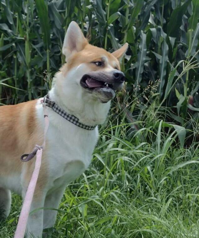 Smile Pretty: Dog Posing in Tall Grass