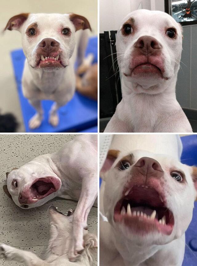 The Dog Whose Faces Became Office Reaction Memes