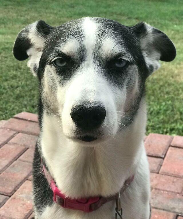 The Dog With Permanent Resting Disappointed Face