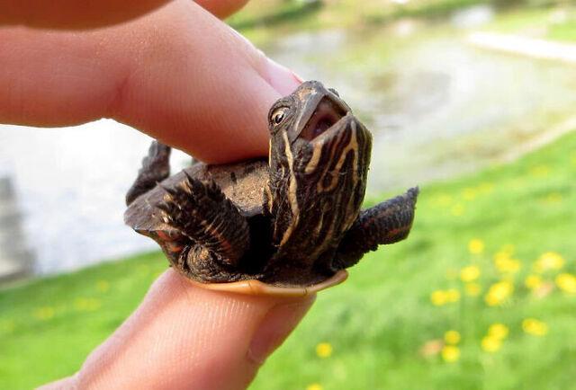 The Happiest Flying Turtle Ever