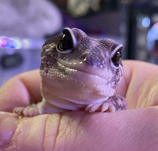 The Ridiculously Photogenic Fat-Tail Gecko