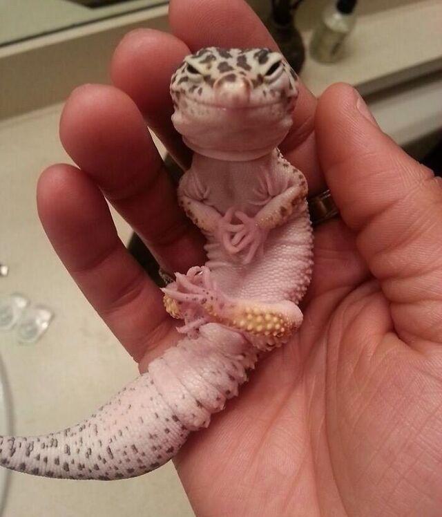 “The Same Thing We Do Every Night, Pinky!” Gecko Edition