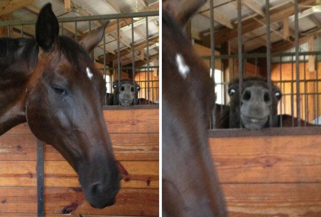 Two Horses, Two Very Different Moods