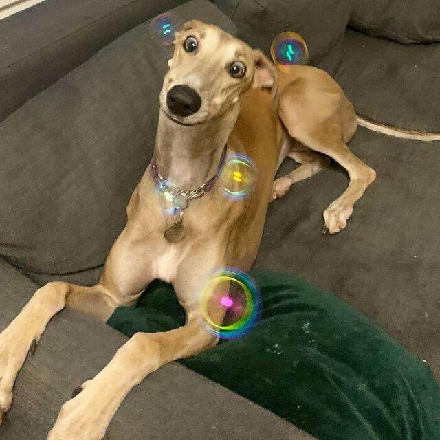 When Bubbles Become a Dog’s Greatest Joy