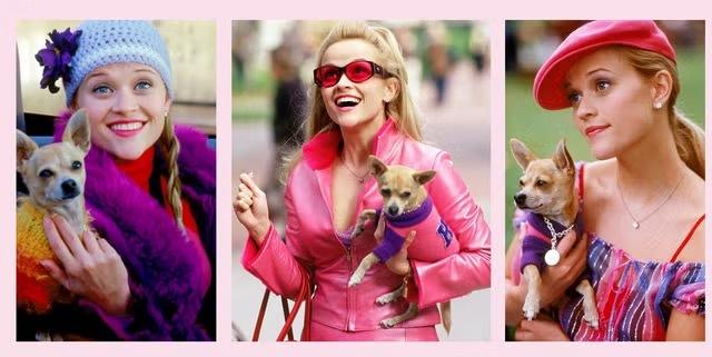 As the fashion-obsessed sorority girl who defies expectations to conquer Harvard Law School, Witherspoon’s performance was both comedic and empowering