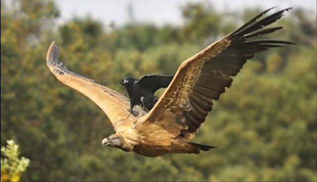 Lazy Bird: Natural Napping Master