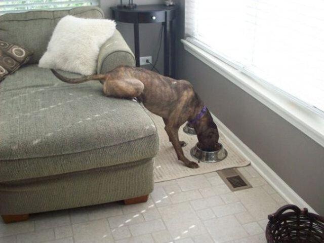 Lazy Dog: The Ultimate Lazy Pup