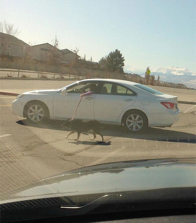 Lazy Dog Walker (Part 2): Next-Level Pet Care