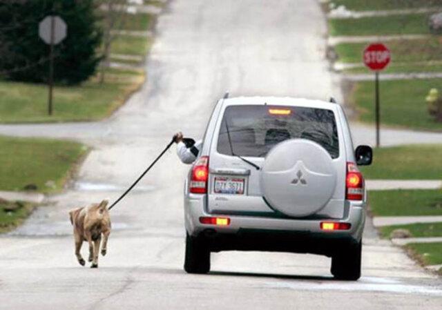 Lazy Dog Walker (Part 3): Walk in Comfort