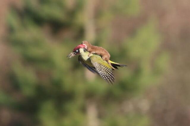 The Weasel and the Woodpecker: A Lazy Tale of Nature